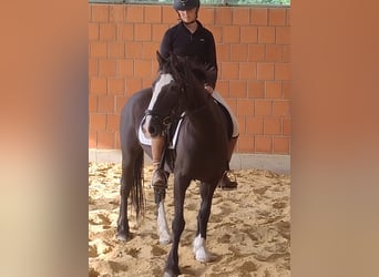Tinker, Stute, 9 Jahre, 144 cm, Rappe