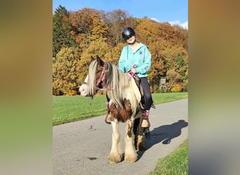 Tinker, Stute, 9 Jahre, 144 cm, Schecke Tinker, Stute, 9 Jahre, 144 cm, Schecke