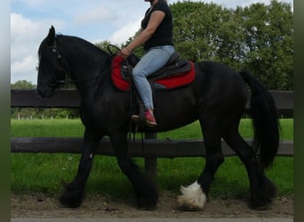 Tinker, Stute, 9 Jahre, 150 cm, Rappe