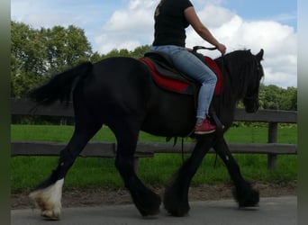 Tinker, Stute, 9 Jahre, 150 cm, Rappe