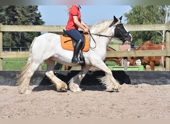 Tinker, Stute, 9 Jahre, 150 cm, Schecke