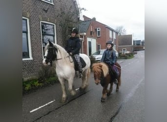 Tinker, Stute, 9 Jahre, 150 cm, Schecke