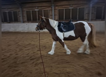 Tinker, Stute, 9 Jahre, 150 cm, Schecke