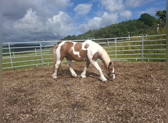 Tinker, Stute, 9 Jahre, 150 cm, Schecke