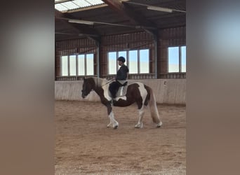 Tinker, Stute, 9 Jahre, 150 cm, Schecke