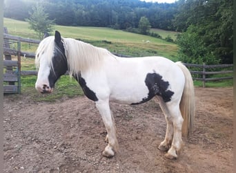 Tinker, Stute, 9 Jahre, 150 cm, Schecke