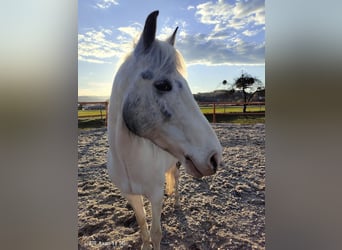 Tinker Mix, Stute, 9 Jahre, 150 cm, Schimmel