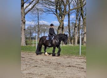 Tinker, Stute, 9 Jahre, 152 cm, Rappe