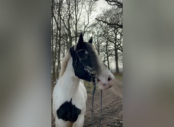 Tinker, Stute, 9 Jahre, 157 cm, Schecke
