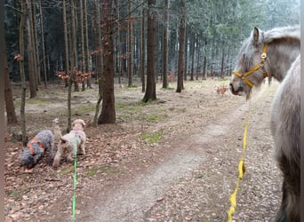 Tinker, Stute, 9 Jahre, 158 cm, Palomino