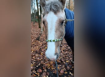 Tinker, Stute, 9 Jahre, 158 cm, Palomino