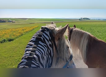 Tinker, Stute, 9 Jahre, 158 cm, Palomino