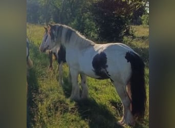 Tinker, Stute, 9 Jahre, Schecke