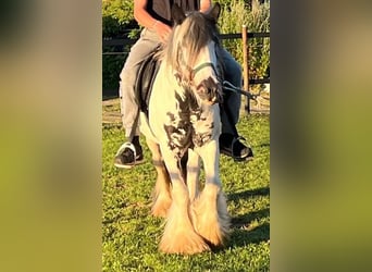 Tinker, Stute, 9 Jahre, Schecke