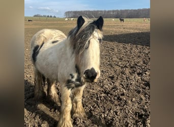 Tinker, Stute, 9 Jahre, Schecke