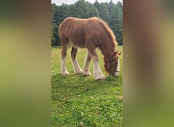 Tinker, Stute, Fohlen (02/2025), 128 cm, Fuchs
