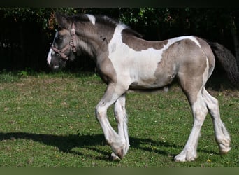 Tinker, Stute, Fohlen (06/2025), 145 cm, Tobiano-alle-Farben