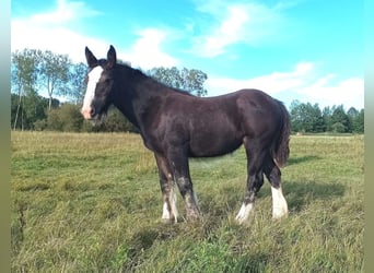 Tinker, Stute, Fohlen (04/2026), 155 cm, Dunkelbrauner
