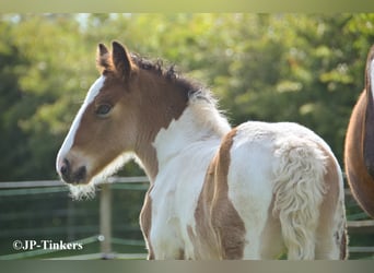 Tinker, Stute, Fohlen (04/2026), 155 cm, Tobiano-alle-Farben