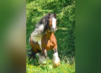 Tinker, Stute, Fohlen (04/2026), 155 cm, Tobiano-alle-Farben