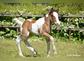 Tinker, Stute, Fohlen (04/2026), 155 cm, Tobiano-alle-Farben