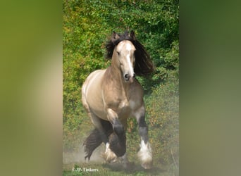 Tinker, Stute, Fohlen (04/2026), 155 cm, Tobiano-alle-Farben