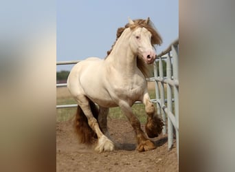 Tinker, Stute, Fohlen (01/2026), Palomino