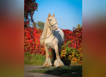 Tinker, Stute, Fohlen (01/2026), Palomino