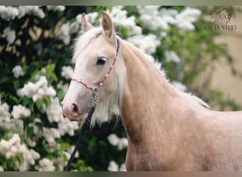 Tinker, Stute, Fohlen (01/2026), Palomino