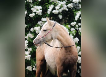Tinker, Stute, Fohlen (01/2026), Palomino