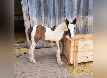 Tinker, Stute, Fohlen (05/2023), Rappschimmel