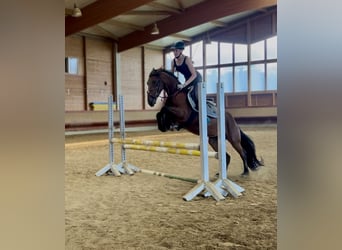 Tinker Mix, Unbekannt, 4 Jahre