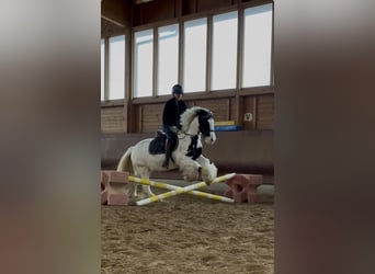 Tinker Mix, Unbekannt, 4 Jahre