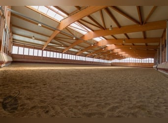 Tinker Mix, Unbekannt, 4 Jahre