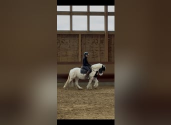 Tinker Mix, Unbekannt, 4 Jahre