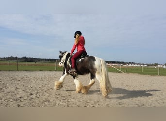 Tinker, Wałach, 10 lat, 135 cm, Srokata