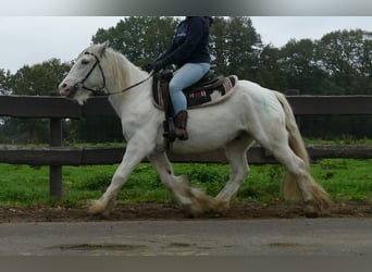 Tinker, Wałach, 10 lat, 139 cm, Siwa