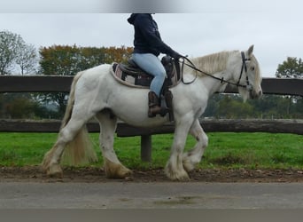 Tinker, Wałach, 10 lat, 139 cm, Siwa