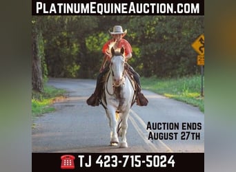 Tinker, Wałach, 10 lat, 142 cm, Ciemnokasztanowata