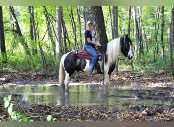 Tinker, Wałach, 10 lat, 142 cm, Tobiano wszelkich maści