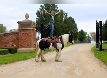 Tinker, Wałach, 10 lat, 142 cm, Tobiano wszelkich maści