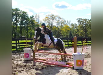 Tinker, Wałach, 10 lat, 142 cm, Tobiano wszelkich maści