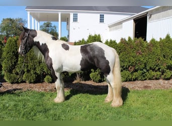 Tinker, Wałach, 10 lat, 142 cm, Tobiano wszelkich maści