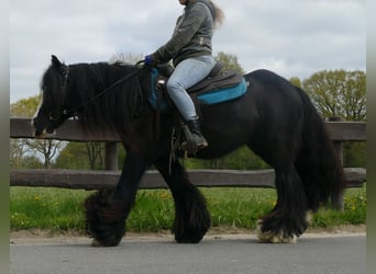 Tinker, Wałach, 10 lat, 143 cm, Kara