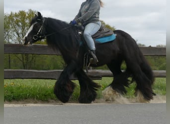 Tinker, Wałach, 10 lat, 143 cm, Kara