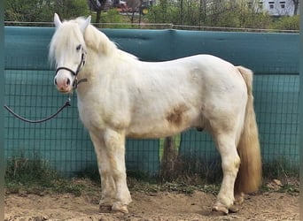 Tinker, Wałach, 10 lat, 144 cm, Biała