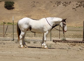 Tinker, Wałach, 10 lat, 145 cm, Overo wszelkich maści