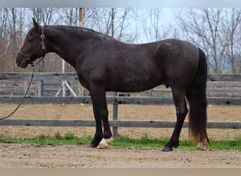 Tinker Mix, Wałach, 10 lat, 147 cm, Karodereszowata