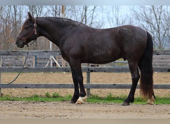 Tinker Mix, Wałach, 10 lat, 147 cm, Karodereszowata