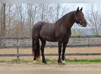 Tinker Mix, Wałach, 10 lat, 147 cm, Karodereszowata